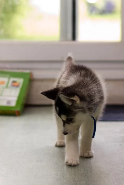 cuccioli di siberian husky | Foto 0