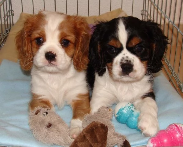 cuccioli di cavalier king