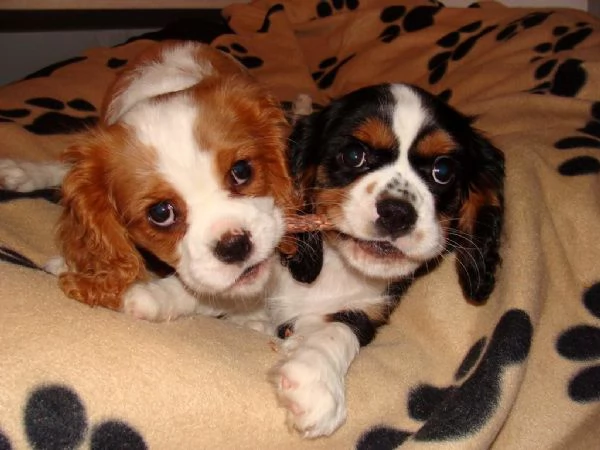 cuccioli di cavalier king | Foto 0