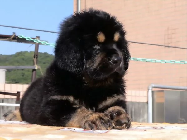 cuccioli di mastino tibetano | Foto 0