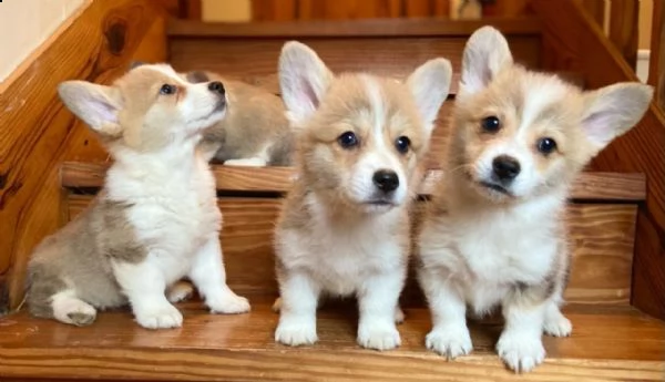 vendo cuccioli di welsh corgi