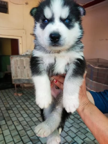 regalo cuccioli di husky siberiano  maschi e femmina.  