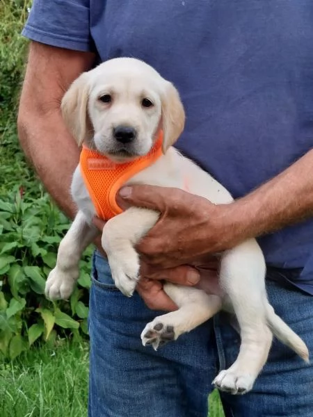 splendidi e dolcissimi cuccioli labrador | Foto 5