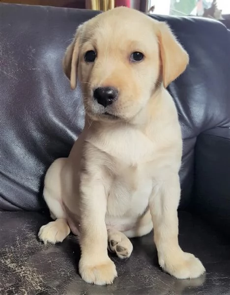 splendidi e dolcissimi cuccioli labrador | Foto 4