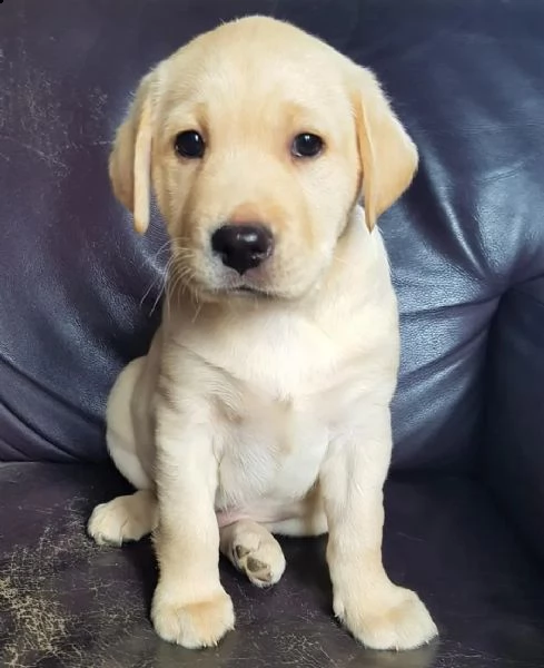 splendidi e dolcissimi cuccioli labrador | Foto 2