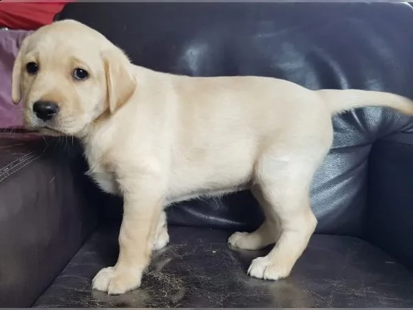 splendidi e dolcissimi cuccioli labrador