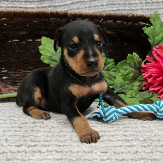 regalo  cuccioli pinscher