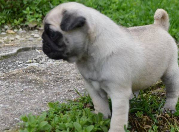 regalo teneri cuccioli di carlino disponibili