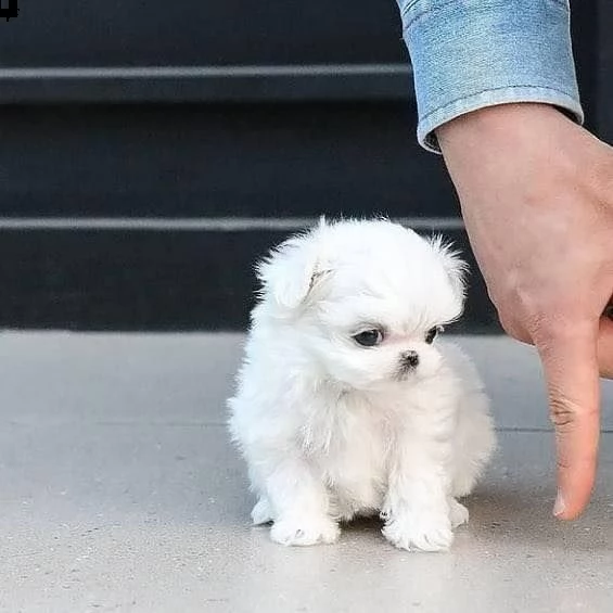 maltesi cuccioli tutti bianchi