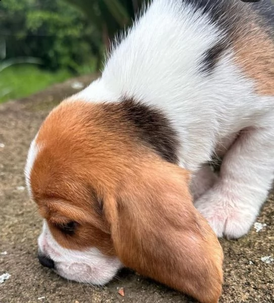 beagle  maschio e femmina disponibili per voi | Foto 1