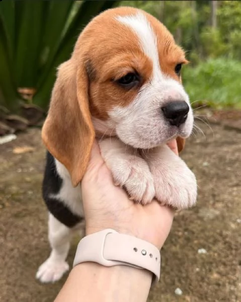 beagle  maschio e femmina disponibili per voi