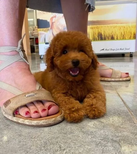 cuccioli di barboncini toy