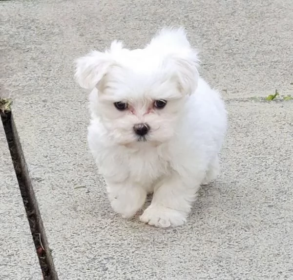 vendo cuccioli di maltese