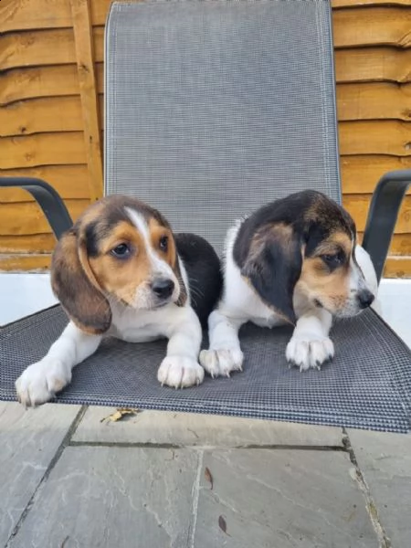 regalo cuccioli di beagle maschi che femmine nb,