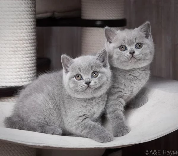 Gattini British Shorthair  | Foto 4