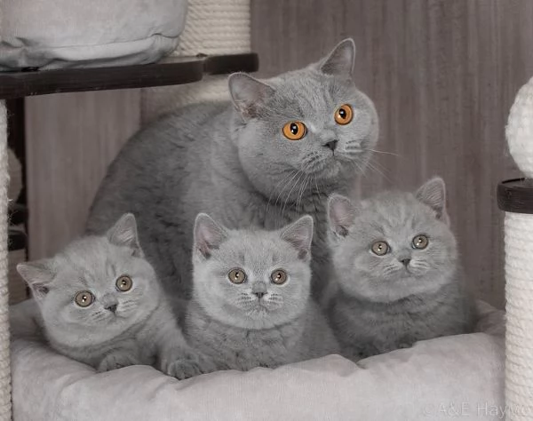 Gattini British Shorthair  | Foto 3