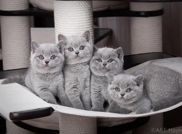 Gattini British Shorthair  | Foto 2