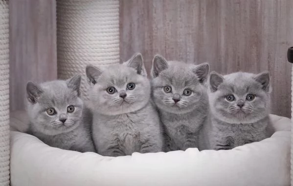 Gattini British Shorthair  | Foto 1