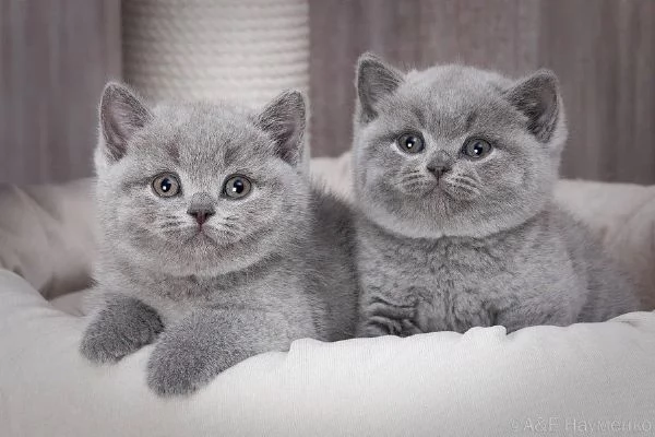 Gattini British Shorthair 