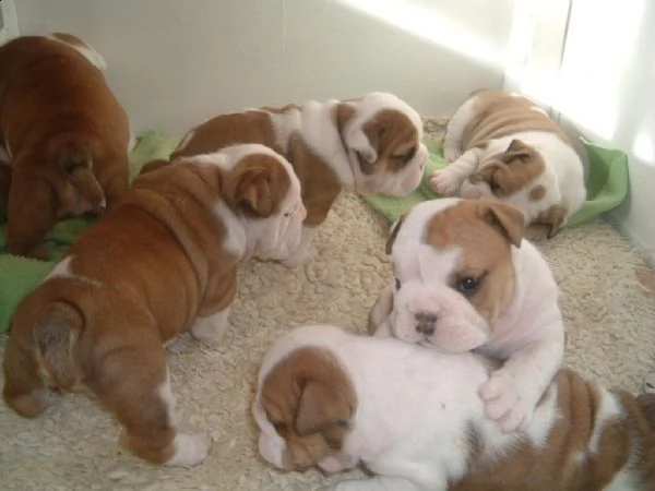 regalo cuccioli bulldog inglese per l'adozione