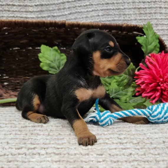 regalo cuccioli di pinscher