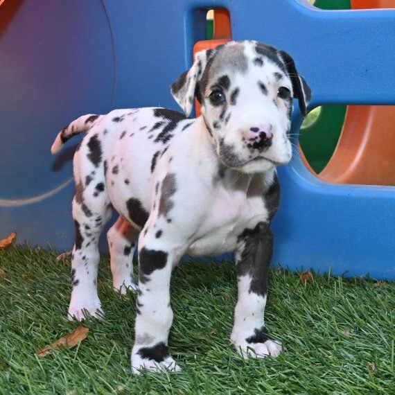 regalo adorabili cuccioli alano femminucce e maschietti