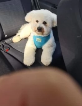 cuccioli di bichon frise