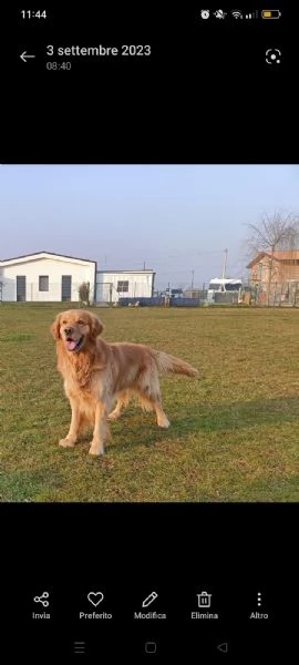 Cuccioli di Golden Retriever 