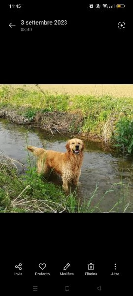 Cuccioli di Golden Retriever  | Foto 6