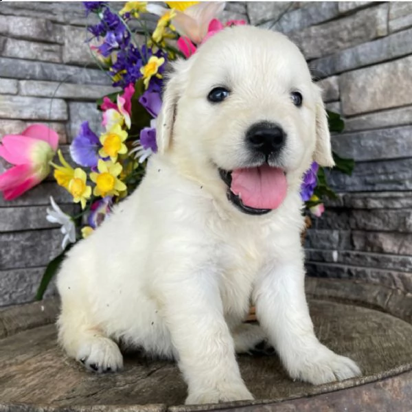 regalo golden retriver cuccioli disponibile per l'adozione