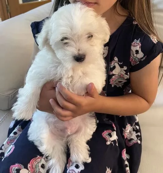 regalo adorabili cuccioli mini maltese  femminucce e maschietti  gratuita 