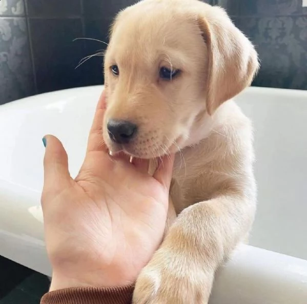  cuccioli di labrador retriever addestrati a casa