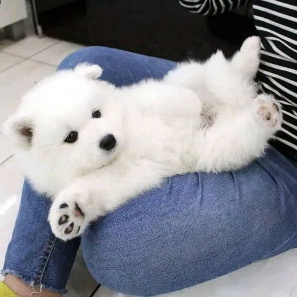  bellissimi cuccioli samoiedo in adozione