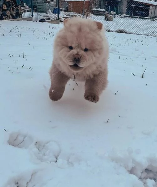  vendo cuccioli di chow chow molto giocherelloni