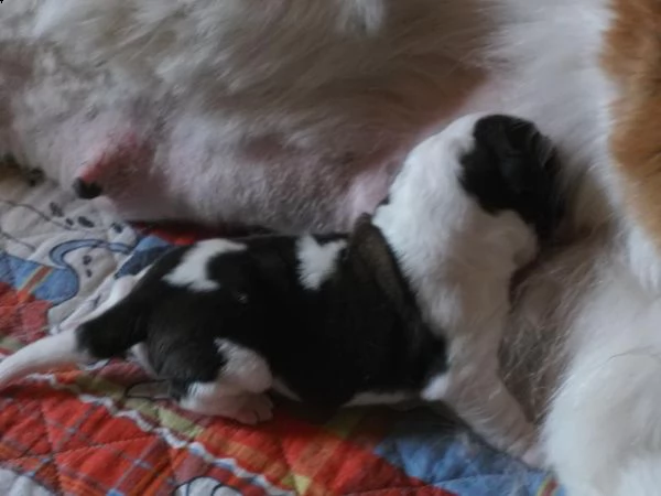 pura razza cuccioli di san bernardo per adozione