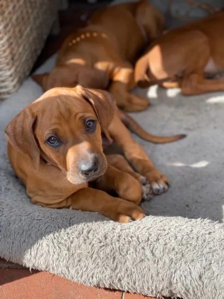 disponibili cuccioli rhodesian ridgeback con pedigree | Foto 4