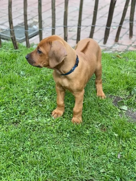 disponibili cuccioli rhodesian ridgeback con pedigree | Foto 3