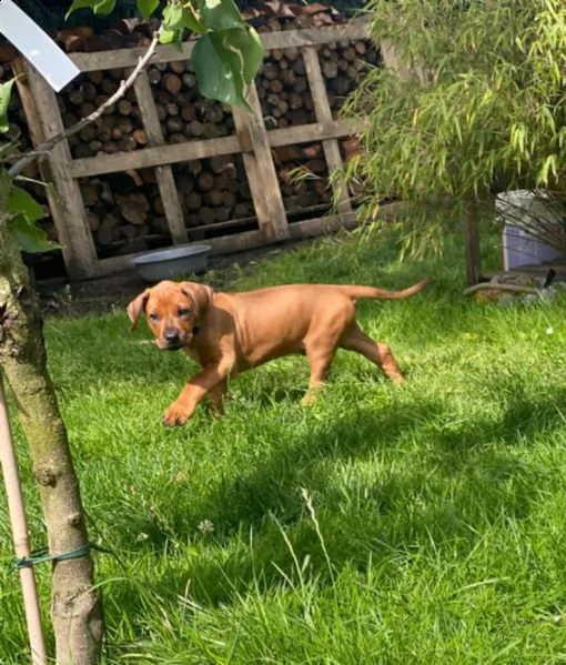 disponibili cuccioli rhodesian ridgeback con pedigree | Foto 2