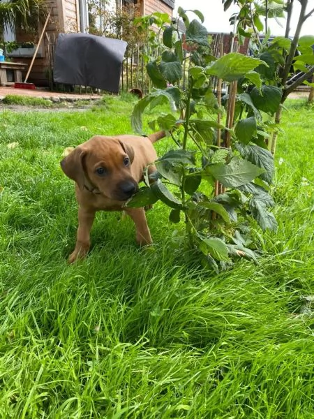 disponibili cuccioli rhodesian ridgeback con pedigree | Foto 1