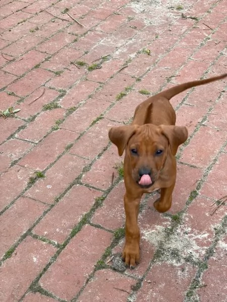 disponibili cuccioli rhodesian ridgeback con pedigree