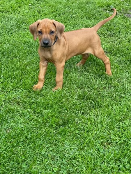 disponibili cuccioli rhodesian ridgeback con pedigree | Foto 0