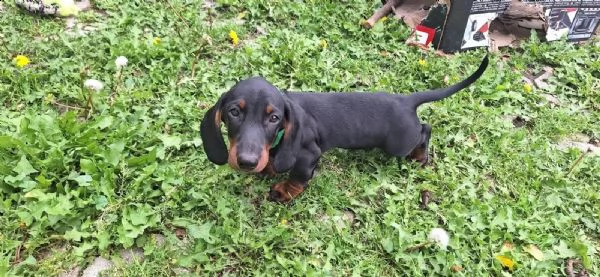 cuccioli di bassotto a pelo corto standard. | Foto 0