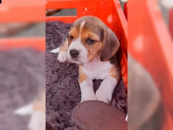 disponibili   3 cuccioli di beagle | Foto 1