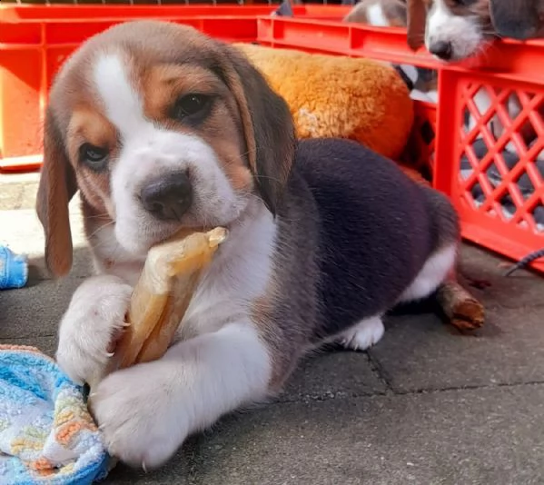 disponibili   3 cuccioli di beagle | Foto 0