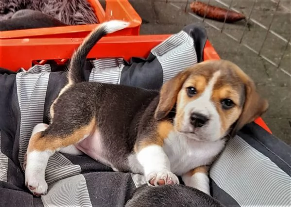 disponibili   3 cuccioli di beagle