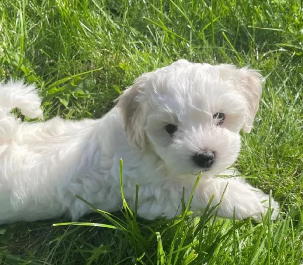 disponibile ultimi cucciolo di maltese maschioe femmina | Foto 0