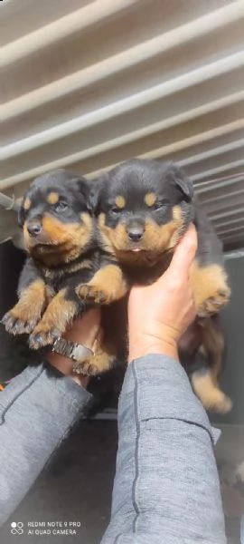 regalo rottweiler cuccioli whatsapp ( 0039 353 317 4023 ) | Foto 0