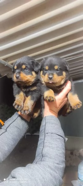 regalo rottweiler cuccioli whatsapp ( 0039 353 317 4023 )