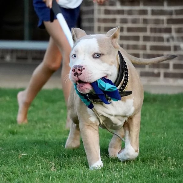 stupendi cuccioli di pitbull in cerca di una famiglia amorevole! 