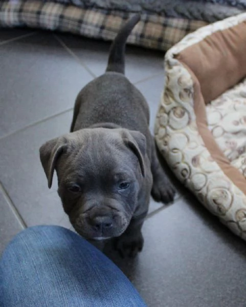 i cuccioli vengono allevati con amore e cura nella nostra famiglia | Foto 1